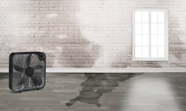 Best Professional water damage repair  in Stepney, CT